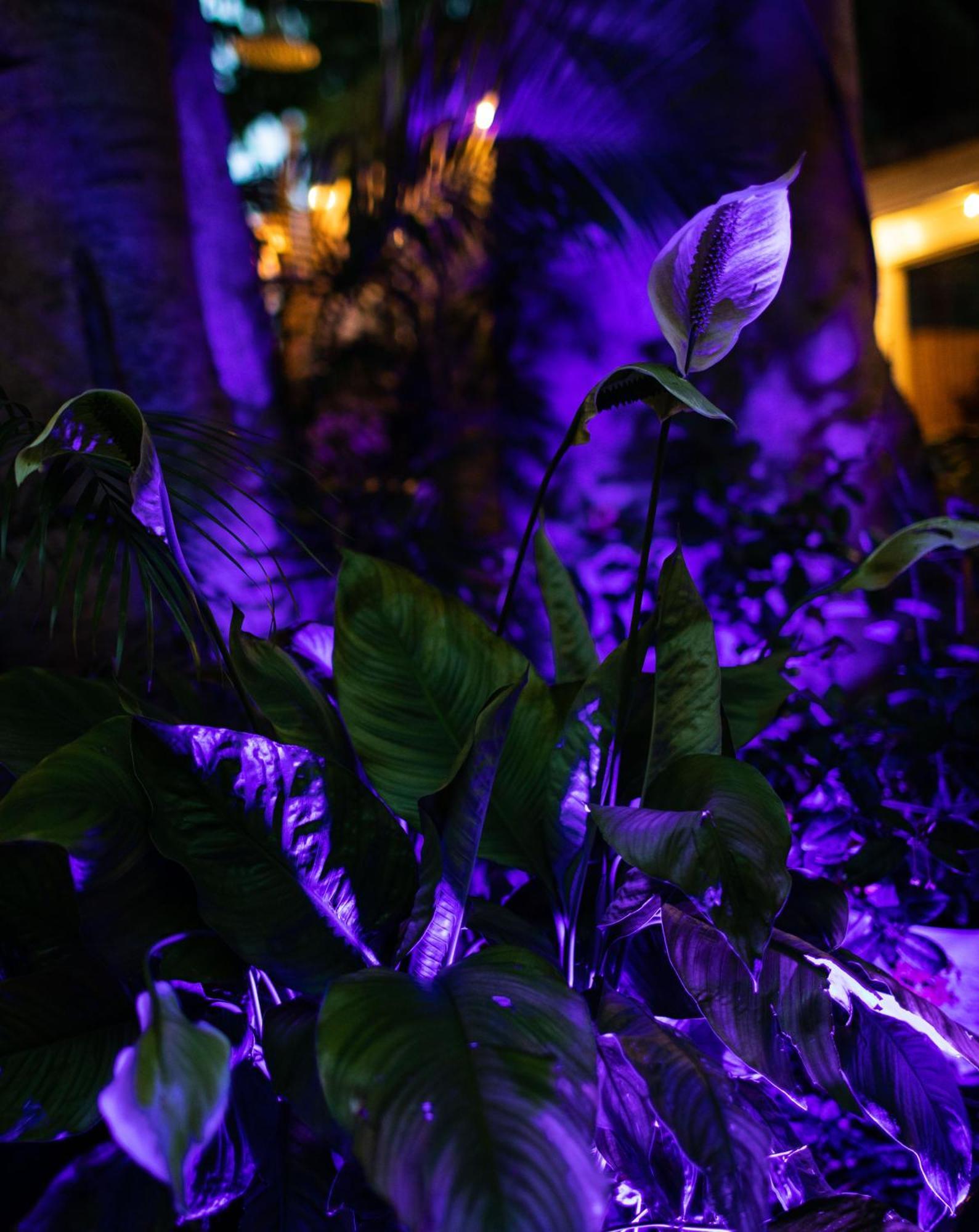 Andrews Inn & Garden Cottages Key West Eksteriør bilde
